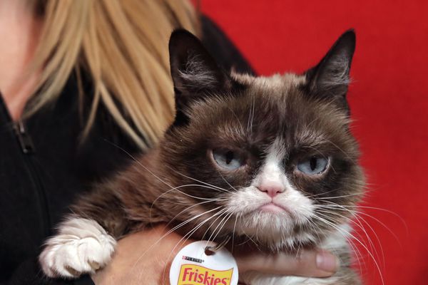 Grumpy Cat has died. The Internet-famous feline with the perpetually miserable mug was 7.